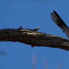 bird-sit