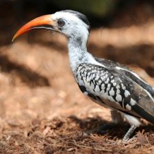 bird