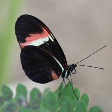 buttterfly