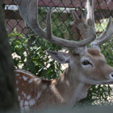 deer