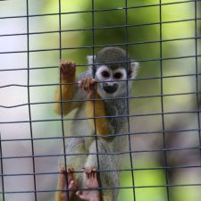 monkey2