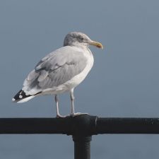seagul