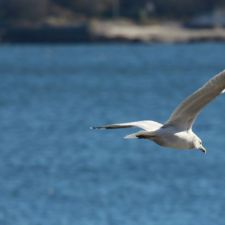 seagull-fly