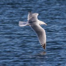 seagull-fly2