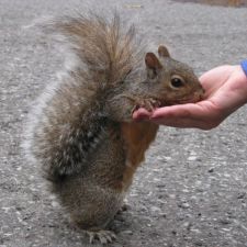 sqarrel