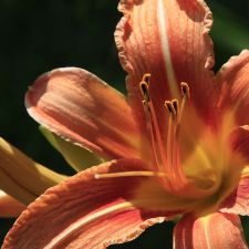 Lily