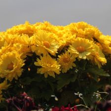Yellow Flowers