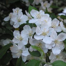 flowers-white
