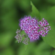 magenta-flower2
