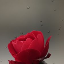 rose-raindrops