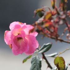 rose