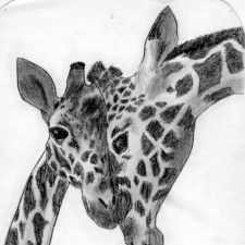 girafs