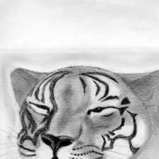 tiger
